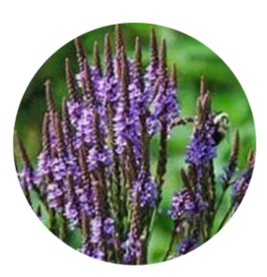 Egyptian Blue Vervain
