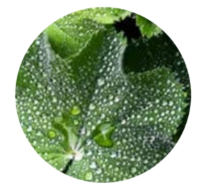 Lady's Mantle Herb
